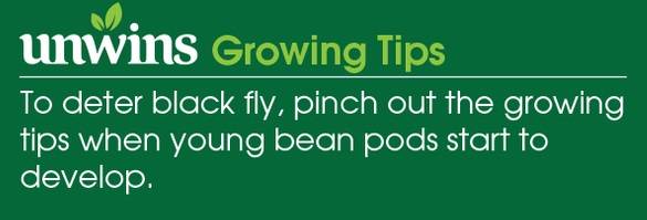 Broad Bean Meteor Seeds Unwins Growing Tips